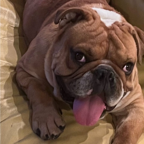 70pnd_bulldog